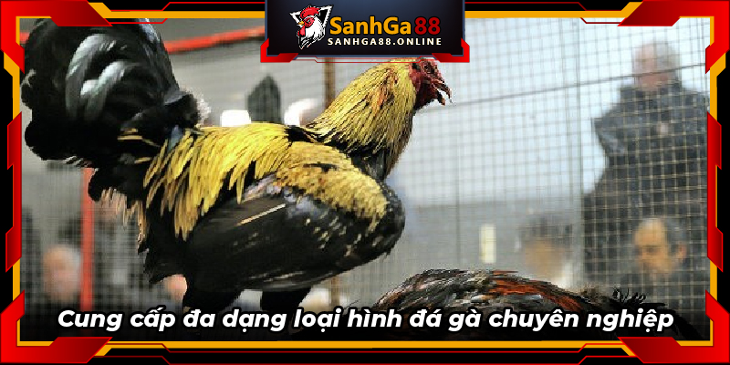 Cung cấp đa dạng loại hình đá gà chuyên nghiệp