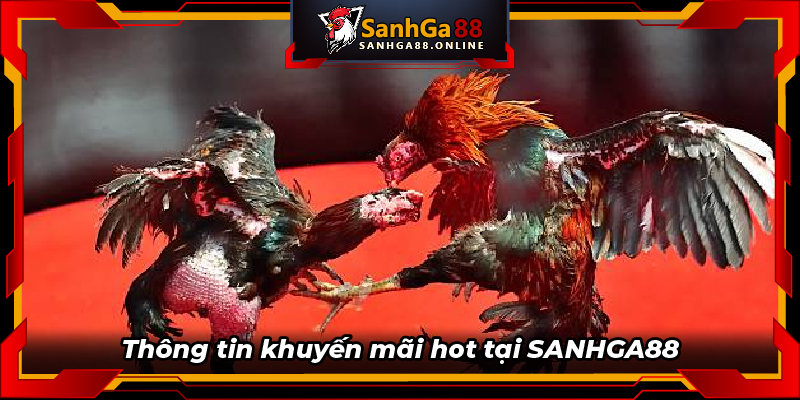 Thông tin khuyến mãi hot tại SANHGA88